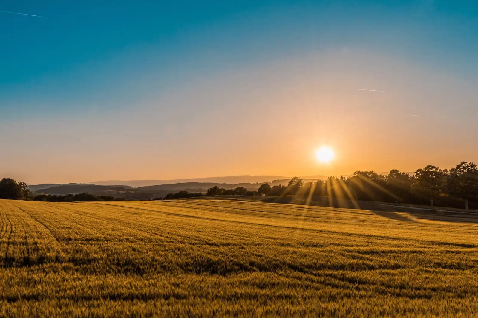 Low evening sun across a wide expanse of tall marsh grass