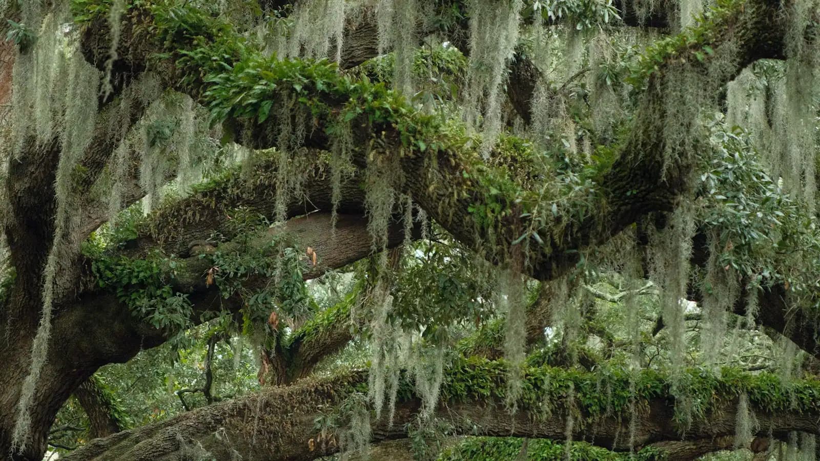 Spanish moss hanging in curtains from the spreading limbs of a live oak