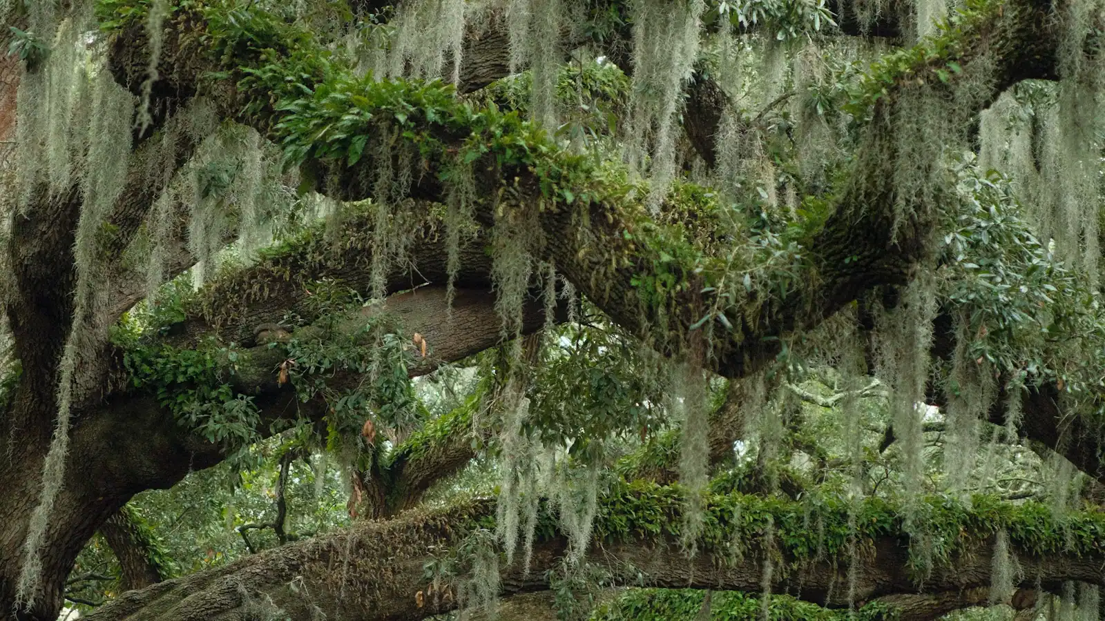 Spanish moss hanging in curtains from the spreading limbs of a live oak