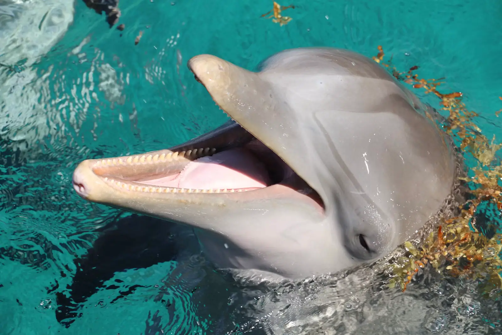 A bottlenose dolphin breaking the surface of calm open water